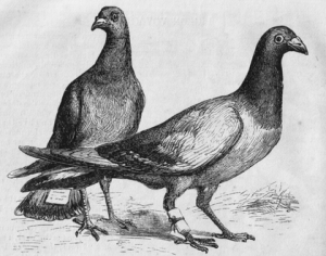 420px-Pigeon_Messengers_(Harper's_Engraving)